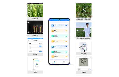 丽江市小麦表型测量仪IN-XM05